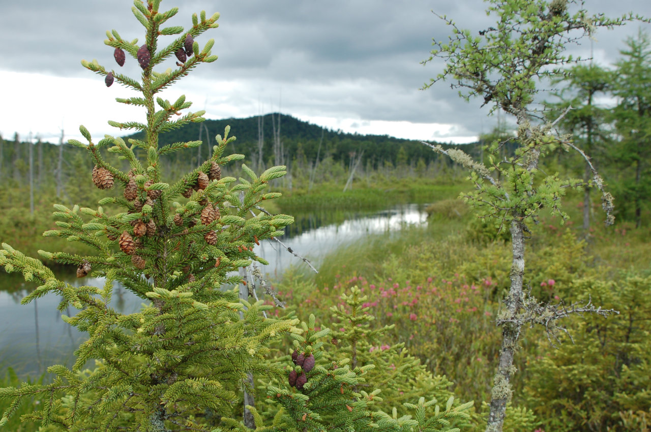 Wetland